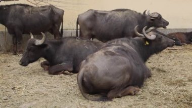Herd of Domestic Water Buffalo Cattle at Animal Farm