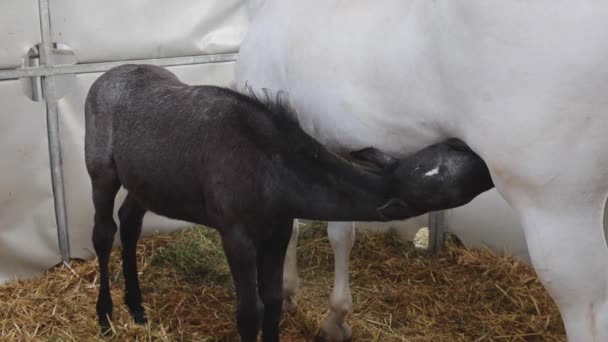 Newborn Black Foal Horse Sucking White Mare Mother Stable — Stok video