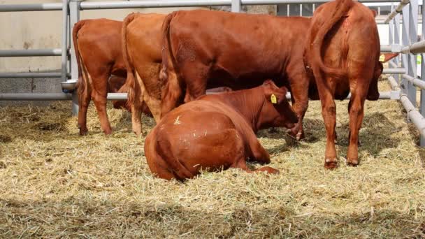 在农场饲养的红安格斯布朗奶牛 — 图库视频影像