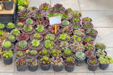 Collection of Common Houseleek Succulent Plants Hens and Chicks in Pots