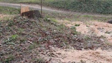 Cut Down Tree Stump in City Park Garden Winter Trimming Panorama