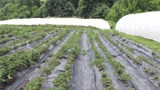 Perforated Strawberry Growing Foil Row Fruits Farming Tilt — Vídeos de Stock