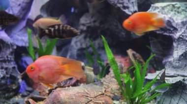 Gold Fish in Aquarium Underwater Tank With Stone Rock