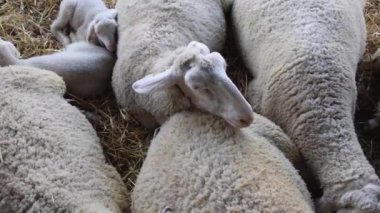 Sheep Laying Down in Enclosure Animal Farm Panorama