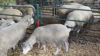 Sheep in Enclosure at Animal Farming Panorama