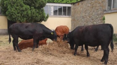 Herd of Cows Eating Hay Feed at Cattle Farm