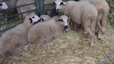 Sheep Breed in Enclosure at Animal Farm tilt up