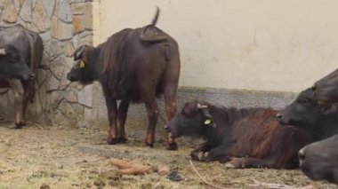 Herd of Domestic Water Buffalo at Animal Farm Livestock pan