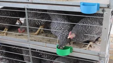 Crowded Chickens Drinking Water in Small Cage Poultry Farm