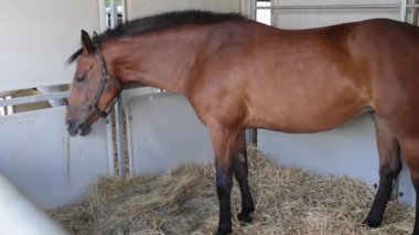 Çiftlikteki Büyük Kahverengi Yarış Atı