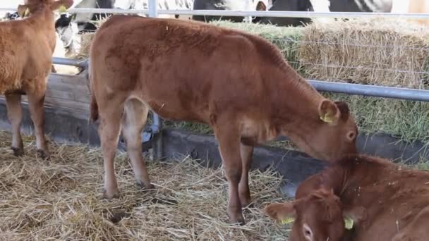 Brown Αγελάδες Βοείου Κρέατος Βοοειδή Φυλή Στάβλο Ζωική Φάρμα — Αρχείο Βίντεο