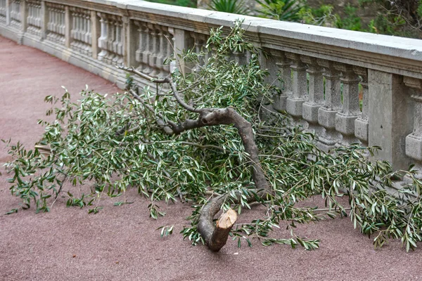 Broken Branch Damaged Tree Storm Strong Wind — стоковое фото