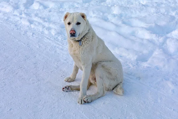 Big Old White Dog Sitting Snow Winter Season — Stock Photo, Image