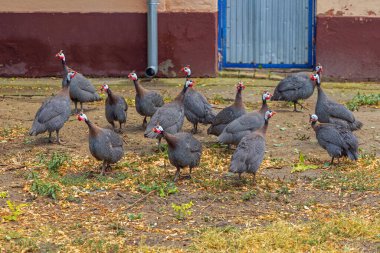 Çiftlikteki Bahçedeki Özgür Evcil Guineafbaykuş Kuşları