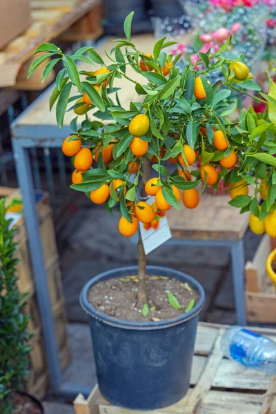 stock image Citrus Fruit Kumquat Plant in Pot at Garden Centre