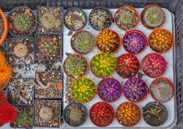 Levendige Kleuren Cactus Planten Potten Top View — Stockfoto