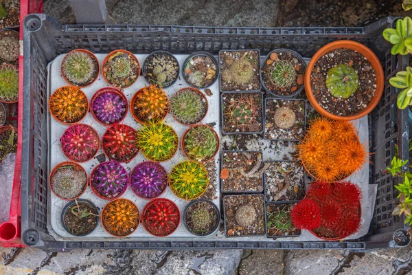 Piante Colorate Vaso Cactus Nella Vista Dall Alto Della Cassa — Foto Stock