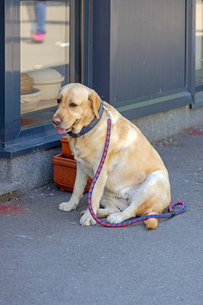 一只拉布拉多宠物狗 带着皮带坐下来在商店门口等着 — 图库照片