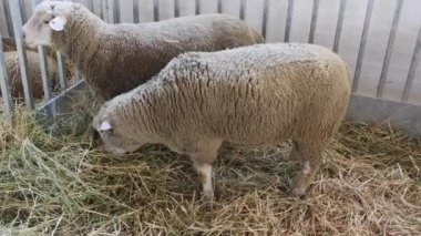 Hayvan Çiftliğinde Koyun Yetiştirme Çiftliği