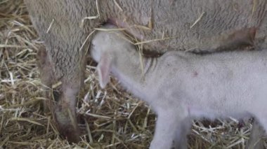 Newborn Young Lamb Sucking Ewe at Animal Farm