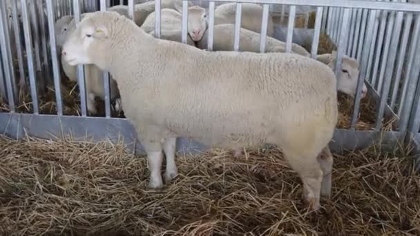 Stor Vuxen Man Ram Får Pen Animal Farming — Stockvideo