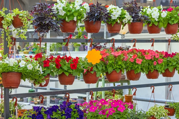 Hängande Blomkrukor Till Salu Trädgård Centrum Växter — Stockfoto