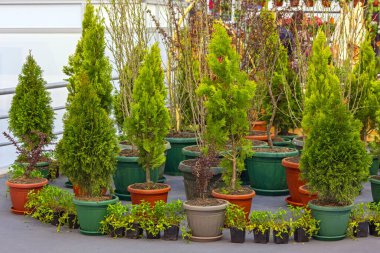 Thuja Kozalaklı Ağaç ve Bitki Cinsi Tencere İç Bahçesi