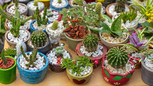 Smíchat Sbírku Malých Kaktusových Rostlin Dekorativních Květináčích Kameny — Stock fotografie