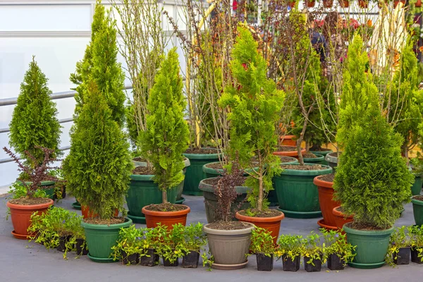 Thuja Genus Coniferous Trees Plants Pots Interior Garden — Stock Photo, Image
