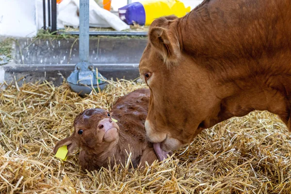 Маленький Новорожденный Теленок Облизывается Коровьим Родным Языком — стоковое фото