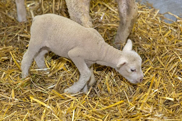 Μικρό Νεογέννητο Αρνί Στο Straw Στο Αγρόκτημα Περίκλειστο — Φωτογραφία Αρχείου