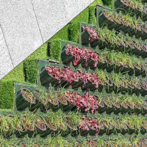 Rośliny Kwiaty Garnki Ścianie Pionowe Garden City — Zdjęcie stockowe