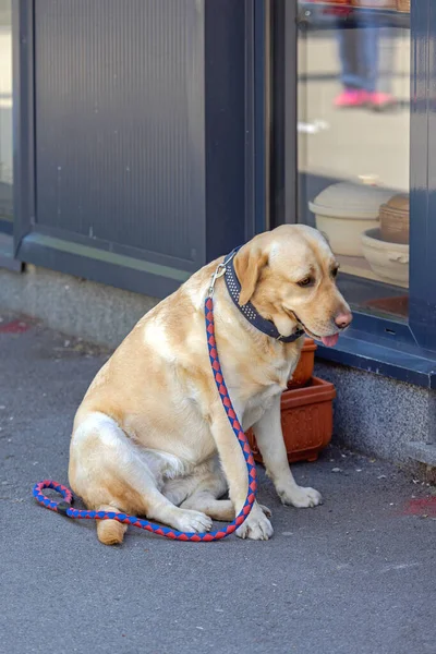 Perro Solo Para Mascotas Con Correa Esperando Frente Tienda Triste — Foto de Stock