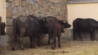 Evcil Su Bufalosu Çiftlik Hayvanları Sürüsü Panorama