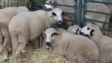 Hayvan Çiftliği Koyunlarını Yakınlaştır