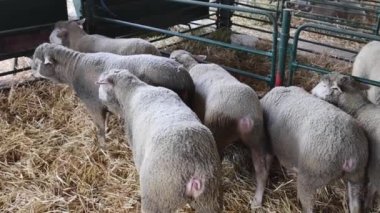 Hayvan Çiftliği Tavasında Koyun Kapalı