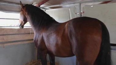 Çiftlikteki Büyük Kahverengi Yarış Atı