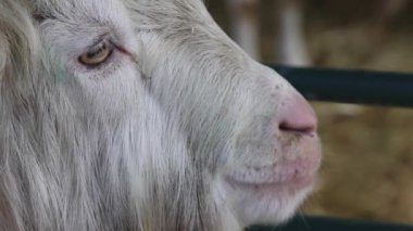 Büyük Boynuzlu Billy Buck Keçi Çiftliğinde