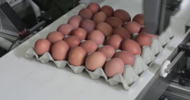 Taşıma bandı tarih kodunda kartondaki yumurtalar