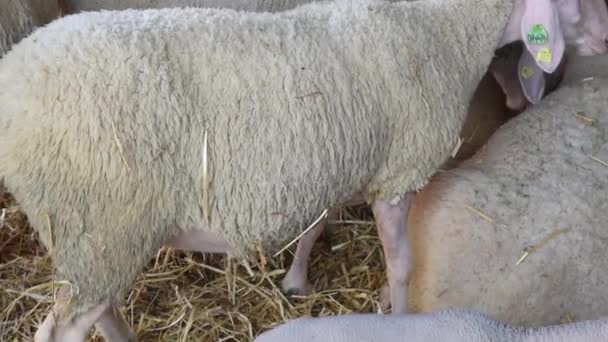 Νεογέννητα Αρνιά Μαζί Προβατίνα Πρόβατα Φάρμα — Αρχείο Βίντεο