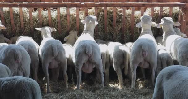 Πρόβατα Στη Σειρά Τρώγοντας Hay Ζώων Enclosure Farm — Αρχείο Βίντεο
