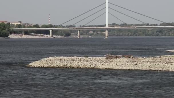 Low Tide Water River Danube Novi Sad Hot Summer Day — Stock Video