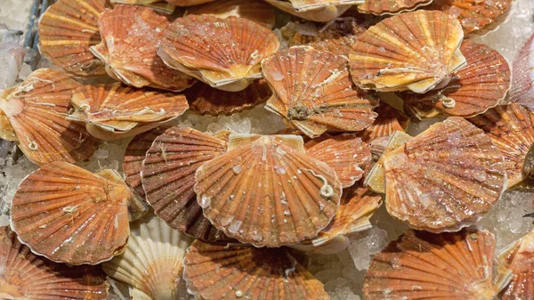 Big Bunch Färska Scallops Skaldjur Fiskmarknaden Italien — Stockfoto