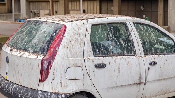 Птицы Выпадают Поврежденного Автомобиля Припаркованного Деревом — стоковое фото