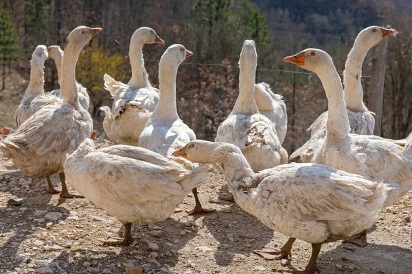 Flock Geese Free Range Birds Rural Farm — Stock Photo, Image
