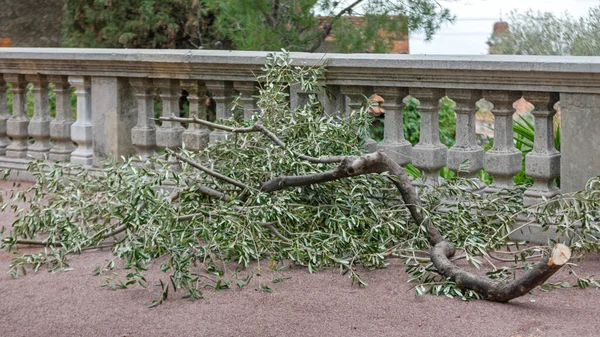 Broken Tree Branch Storm Strong Wind Damage — Stock Photo, Image