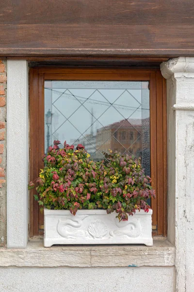 Fenster Mit Großen Blumen Topf Bei Sill Venedig Italien Wintertag — Stockfoto