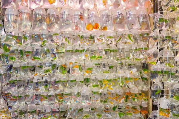 Złote Rybki Workach Wody Pet Shop Wall Hong Kong — Zdjęcie stockowe