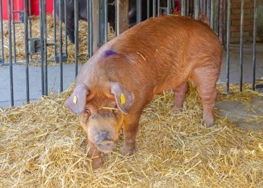 Hayvan Yetiştirme Çiftliği 'nde Büyük Kırmızı Domuz.