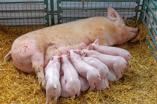 All Piglets Suckling Sow Milk Animal Farm — Stock Photo, Image